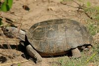 tn_20100606_Bham_Zoo_088.jpg 9.9 KB