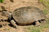 tn_20100606_Bham_Zoo_089.jpg 10.2 KB