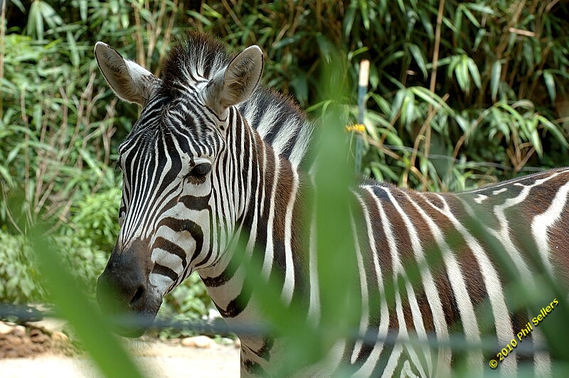 20100606_Bham_Zoo_017.jpg 350 KB