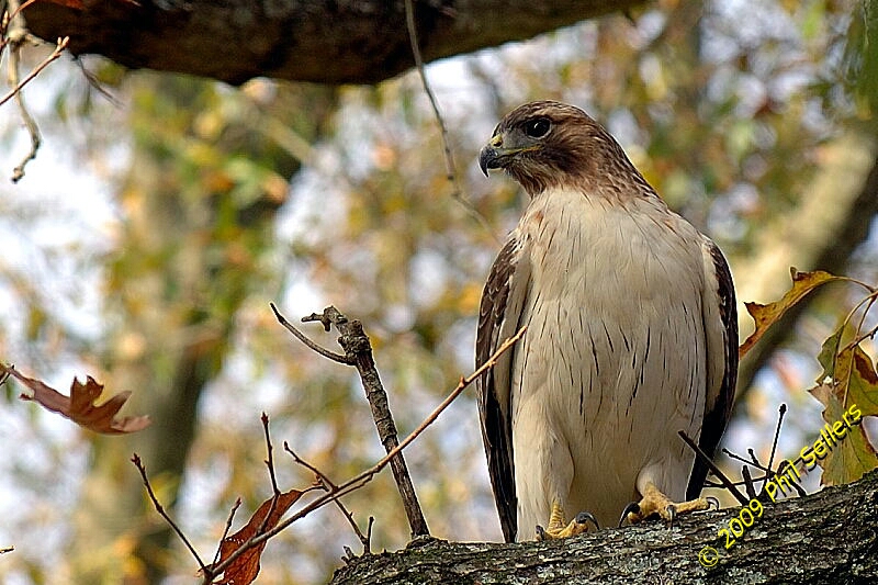 2009_Homewood_Hawk_01 (343K)