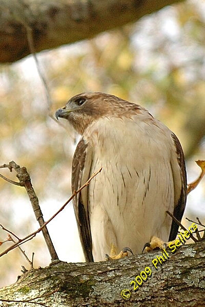 2009_Homewood_Hawk_08 (190K)