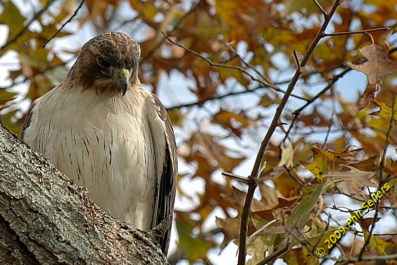 2009_Homewood_Hawk_17 (366K)