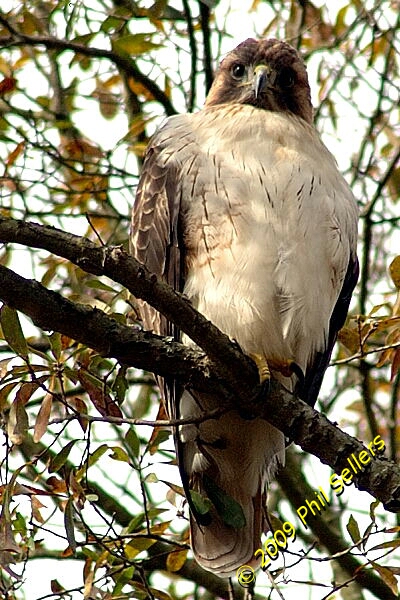 2009_Homewood_Hawk_38 (250K)