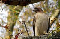 tn_2009_Homewood_Hawk_01 (10K)