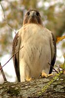 tn_2009_Homewood_Hawk_03 (9K)