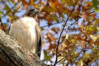 tn_2009_Homewood_Hawk_15 (12K)