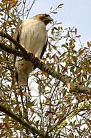 tn_2009_Homewood_Hawk_23 (15K)