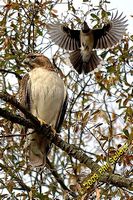 tn_2009_Homewood_Hawk_24 (15K)