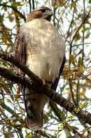 tn_2009_Homewood_Hawk_39 (13K)