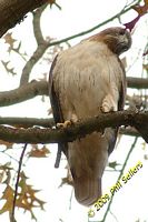 tn_2009_Homewood_Hawk_49 (9K)