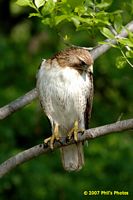 tn_homewood_hawk_200704_04 (8K)