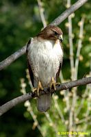 tn_homewood_hawk_200704_05 (8K)