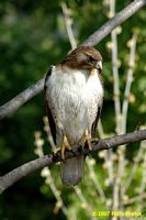 tn_homewood_hawk_200704_06 (8K)