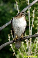 tn_homewood_hawk_200704_07 (8K)
