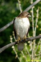 tn_homewood_hawk_200704_08 (8K)