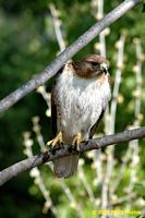 tn_homewood_hawk_200704_09 (9K)