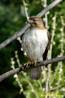 tn_homewood_hawk_200704_10 (9K)