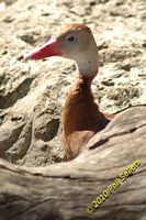 tn_image_02.jpg 10.5 KB