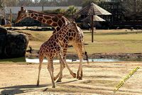 tn_image_57.jpg 10.9 KB